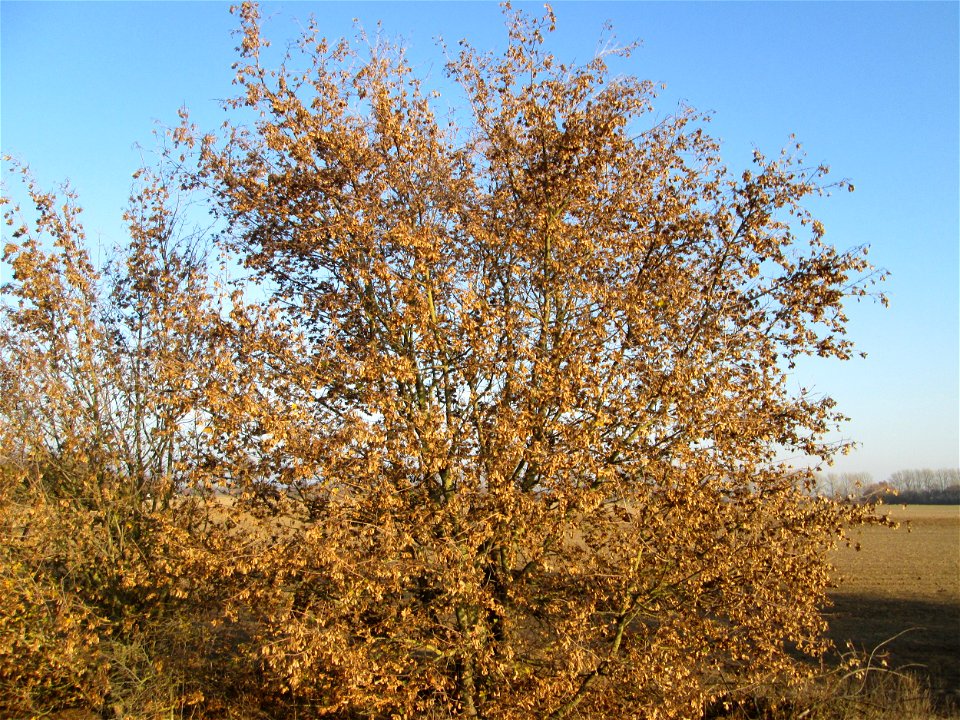 Feldahorn (Acer campestre) bei Reilingen