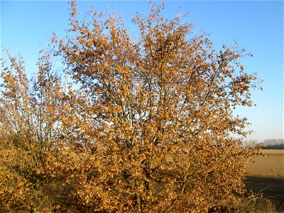 Feldahorn (Acer campestre) bei Reilingen