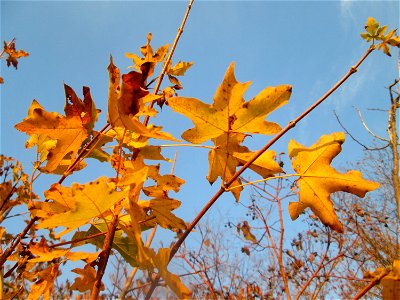 Feldahorn (Acer campestre) in Hockenheim