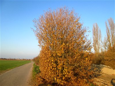 Feldahorn (Acer campestre) bei Reilingen photo