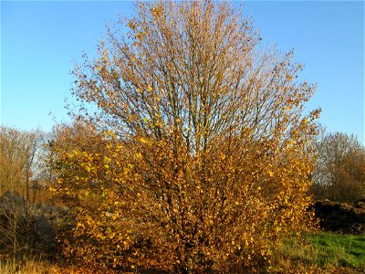 Feldahorn (Acer campestre) bei Reilingen photo