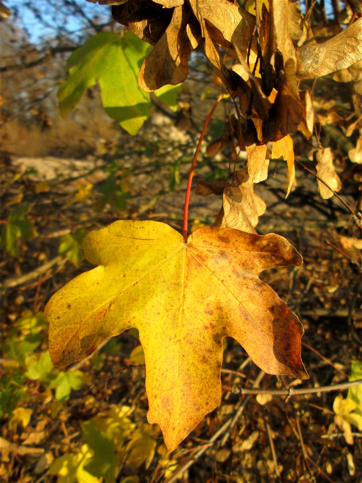 Feldahorn (Acer campestre) bei Reilingen photo