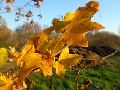 Feldahorn (Acer campestre) bei Reilingen