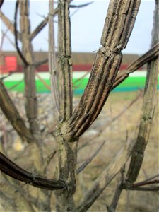Feldahorn (Acer campestre) mit charakteristischen Korkleisten auf einer Reptilien- und Insekten-Schutzfläche bei Oftersheim photo