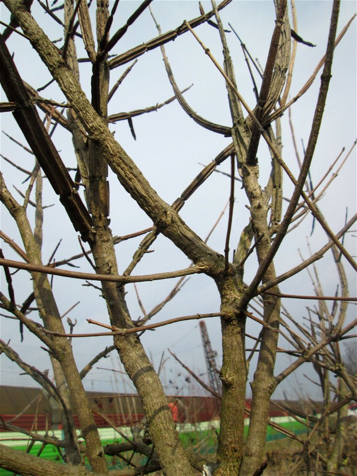 Feldahorn (Acer campestre) mit charakteristischen Korkleisten auf einer Reptilien- und Insekten-Schutzfläche bei Oftersheim