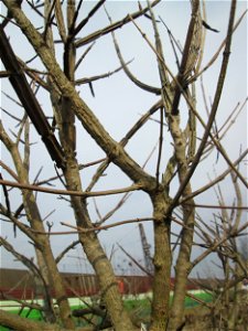 Feldahorn (Acer campestre) mit charakteristischen Korkleisten auf einer Reptilien- und Insekten-Schutzfläche bei Oftersheim