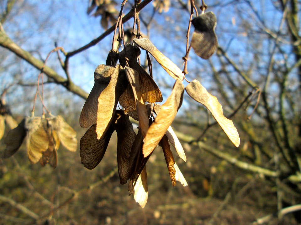 Früchte vom Feldahorn (Acer campestre) in Hockenheim