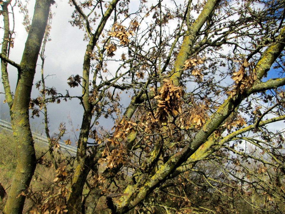Feldahorn (Acer campestre) an der Böschung der A61 in Hockenheim