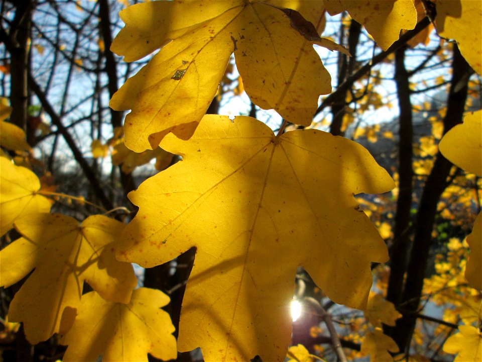 Feldahorn (Acer campestre) an der Saar in Saarbrücken