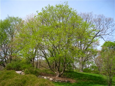 Acer campestre var. leiocarpum, Arnold Arboretum, Jamaica Plain, Boston, Massachusetts, USA.