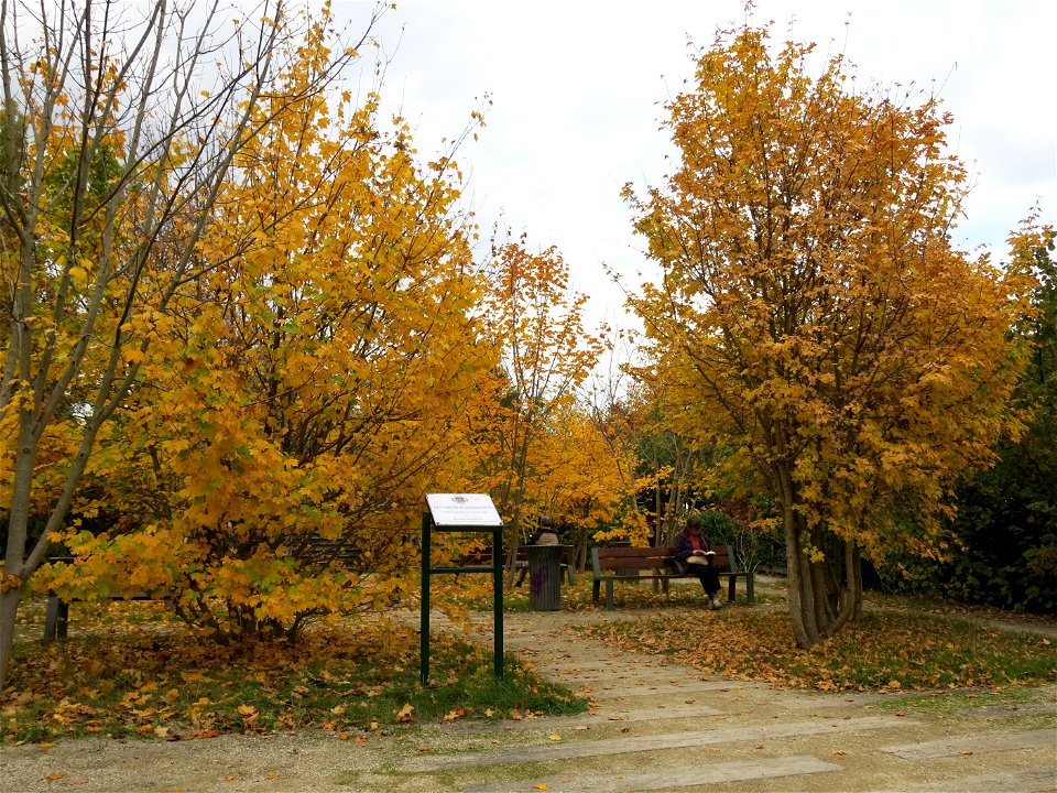 Field maples in the "Coulée verte" of Colombes (Hauts-de-Seine, France).