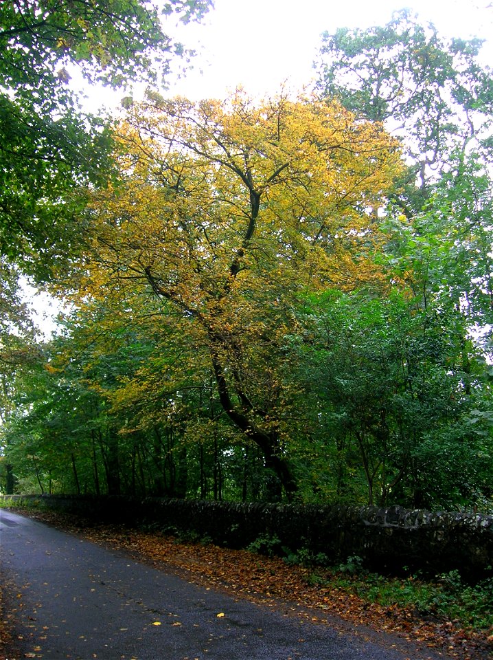 A Field Maple (Acer campestre) with Autumn colours at Geilsland Road, Spier's Old School Grounds, Beith, Ayrshire, Scotland