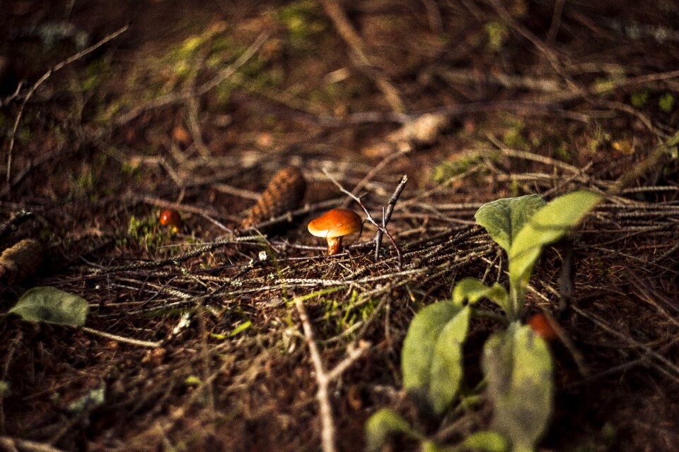 Autumn mushrooms red