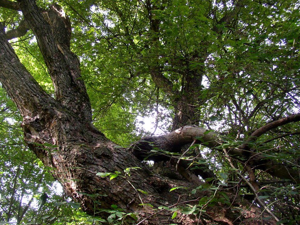 Protected example of Field Maple (Acer campestre) in Vinařice, Kladno District, Czech Republic. Base of the crown as seen from ESE.