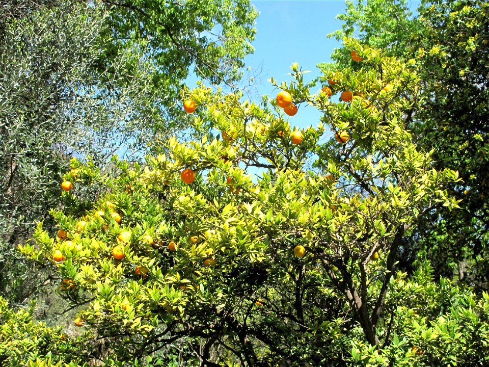 Citrus myrtifolia in the gardens of the villa Hanbury (Ventimiglia, Italy). Identified by its botanic label.