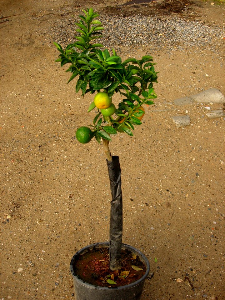 Chinotto di Savona in vaso