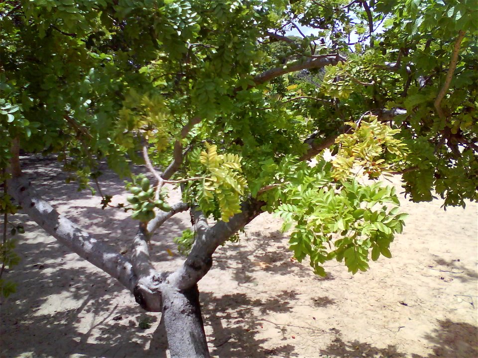 Hábito de uma arvoreta de siriguela Spondias purpurea