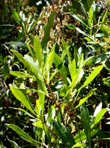 Cape Sand Olive or Dodonea viscosa subspecies angustifolia. Photo taken in Cape Town.