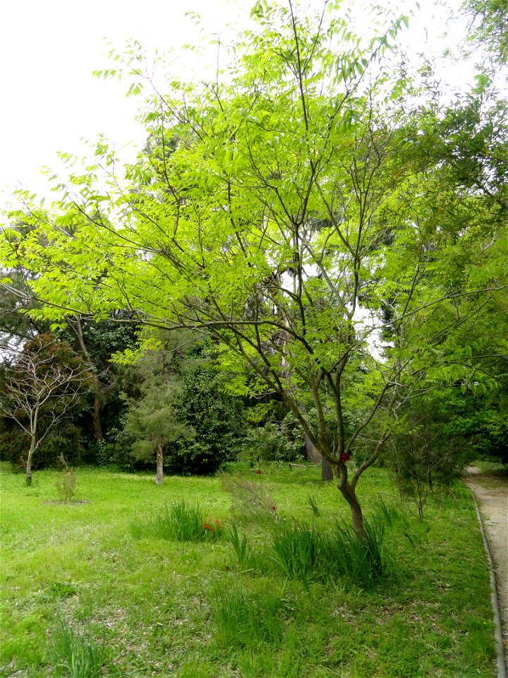 Sapindus mukorossi specimen in the Jardin botanique de la Villa Thuret, Antibes Juan-les-Pins, Alpes-Maritimes,France. photo