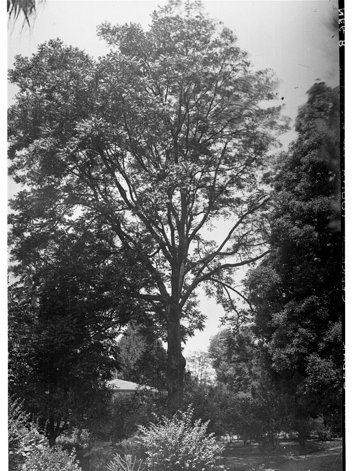 Red Cedar Specimen, Botanic Gardens