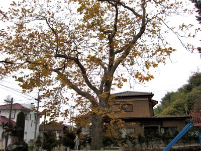 宇芸神社 ムクロジ photo