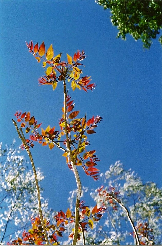 Toona_ciliata, new growth at Allyn River, Barrington Tops, September 13th