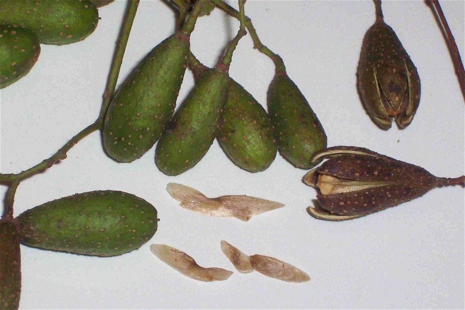 Toona ciliata, capsules_and_seeds