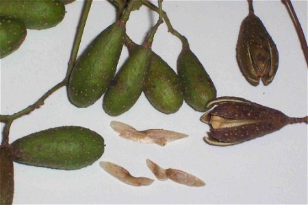 Toona ciliata, capsules_and_seeds photo