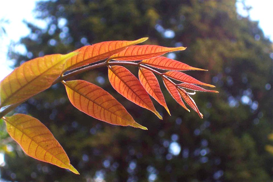 Toona ciliata, red_leaves - tree from Mount Cambewarra, near Nowra, NSW, Australia