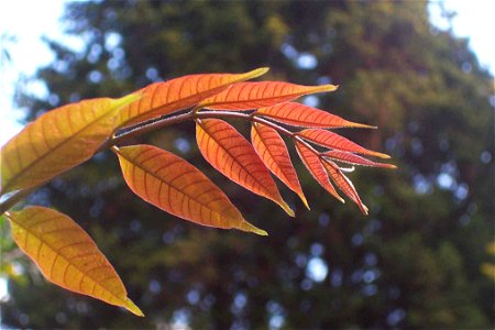 Toona ciliata, red_leaves - tree from Mount Cambewarra, near Nowra, NSW, Australia photo