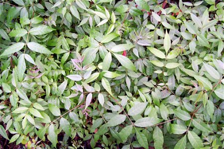 Toona ciliata, seedlings - from Cedar Brush Creek, near Wyong, NSW, Australia photo