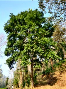 Toona ciliata tree in the Anamalai Hills, India