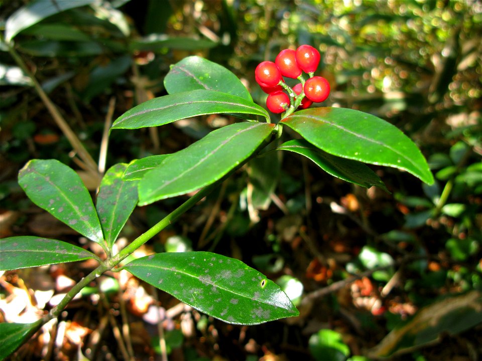 Skimmia japonica var. intermedia f. repens, Aizu area, Fukushima pref., Japan