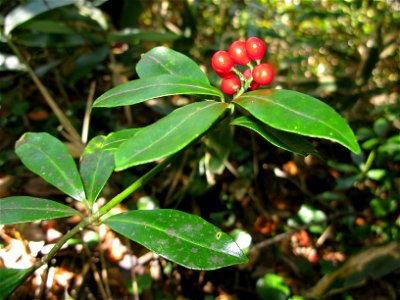Skimmia japonica var. intermedia f. repens, Aizu area, Fukushima pref., Japan