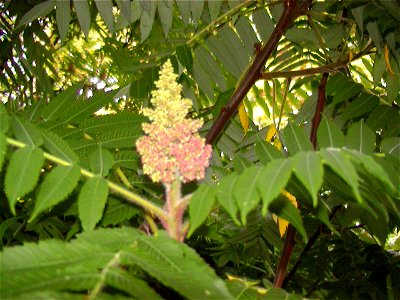 Velocicaptor Young female Rhus glabra flower panicle photo