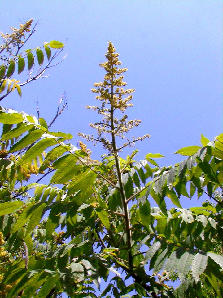 Velocicaptor

Male flower of Rhus glabra