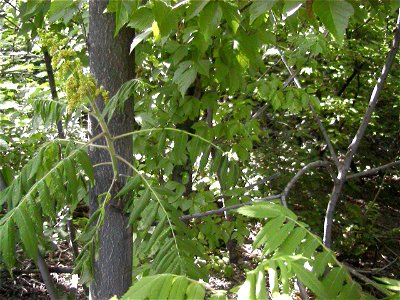 Velocicaptor Rhus glabra with Ailanthus photo