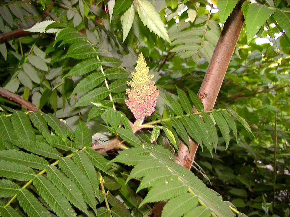 Velocicaptor

Young maturing fruit of Rhus glabra