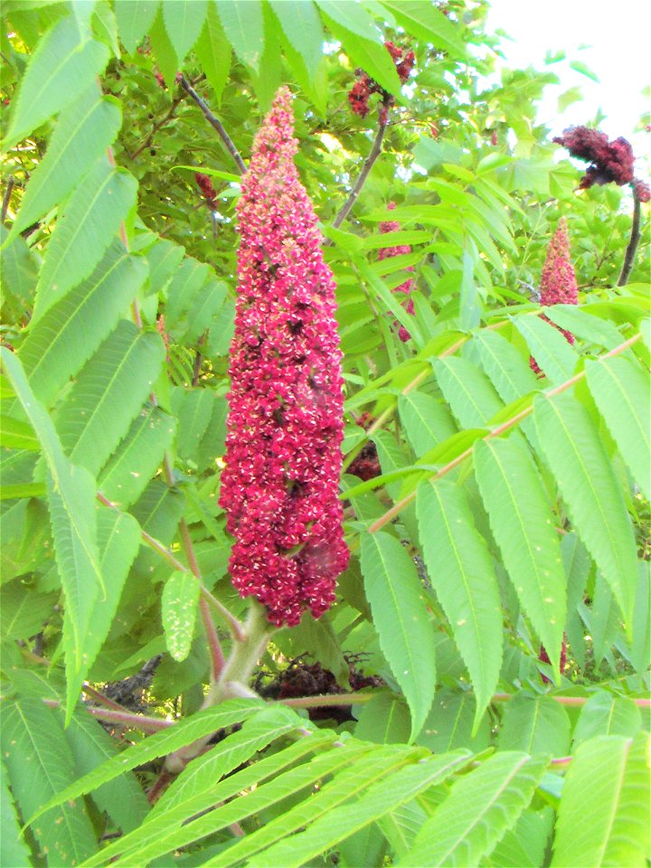 Velocicaptor

Maturing fruit of Rhus glabra