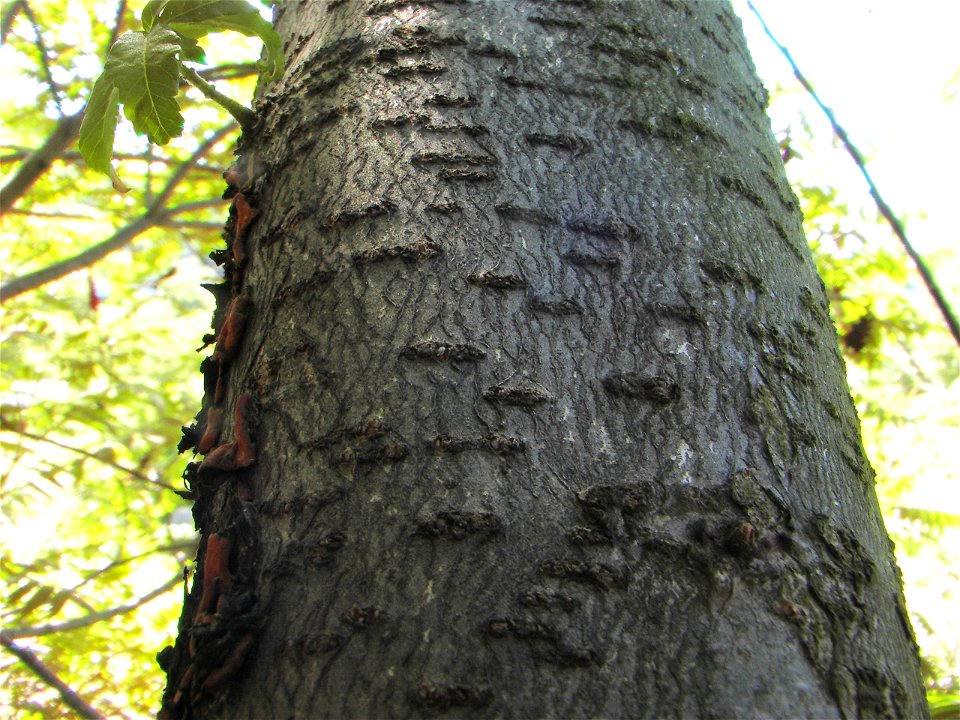 Velocicaptor

Bark of a w:Rhus glabra shrub