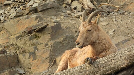 The prague zoo female mountain animals photo