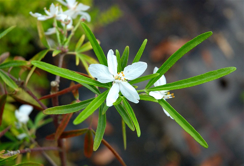 Mexican Orange Blossom or Mexican Mock Orange