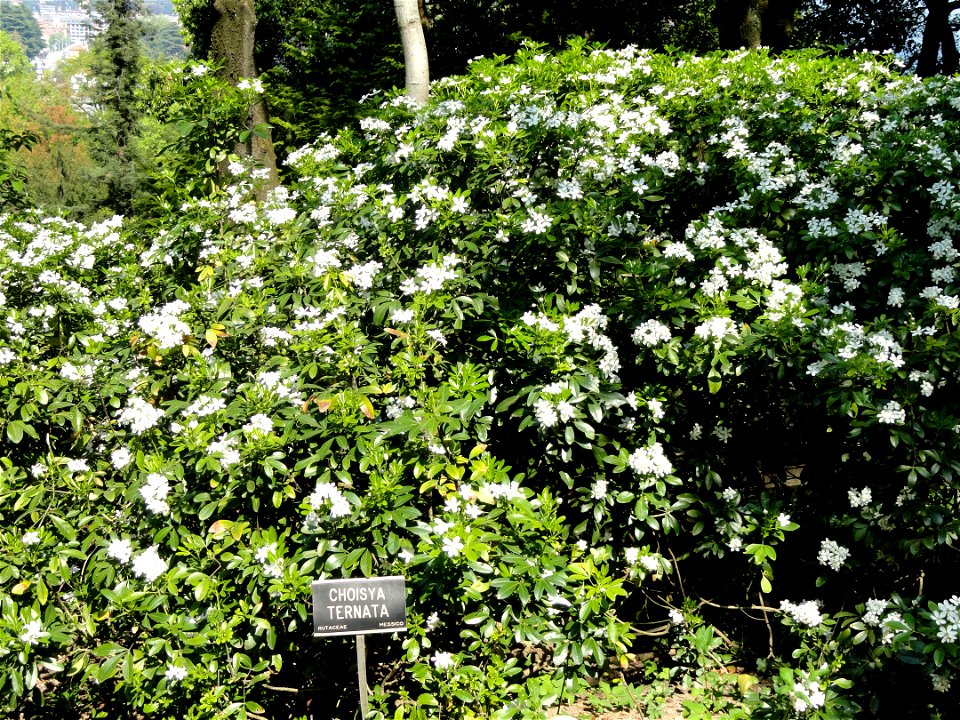 Choisya ternata. Botanical specimen on the grounds of the Villa Taranto (Verbania), Lake Maggiore, Italy.