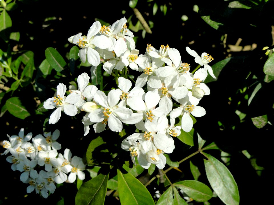 Choisya ternata. Botanical specimen on the grounds of the Villa Taranto (Verbania), Lake Maggiore, Italy.