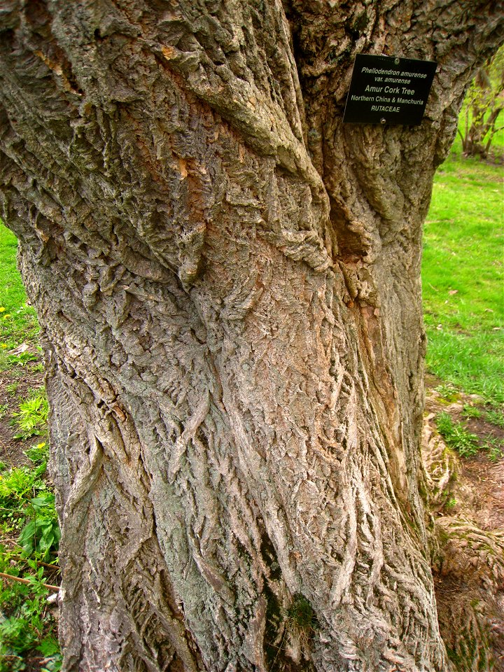 Phellodendron amurense var. amurense, Arnold Arboretum, Jamaica Plain, Boston, Massachusetts, USA.