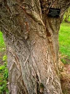 Phellodendron amurense var. amurense, Arnold Arboretum, Jamaica Plain, Boston, Massachusetts, USA. photo