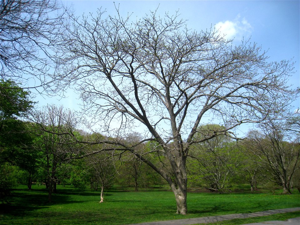 Phellodendron amurense var. sachalinense, Arnold Arboretum, Jamaica Plain, Boston, Massachusetts, USA.