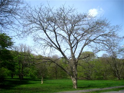 Phellodendron amurense var. sachalinense, Arnold Arboretum, Jamaica Plain, Boston, Massachusetts, USA. photo