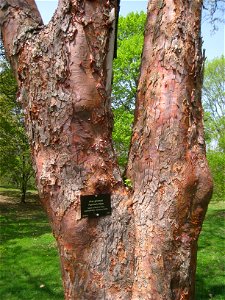 Acer griseum, Arnold Arboretum, Jamaica Plain, Boston, Massachusetts, USA.