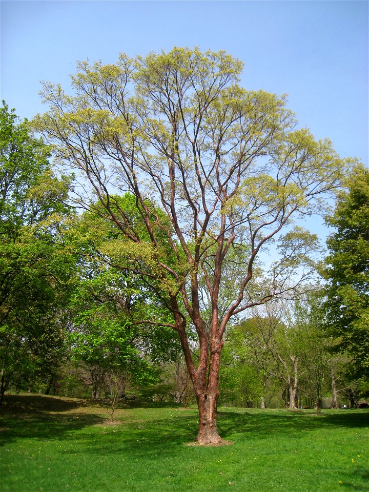 Acer griseum, Arnold Arboretum, Jamaica Plain, Boston, Massachusetts, USA.